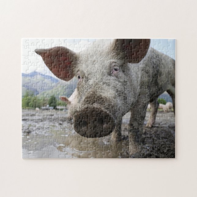 Pig jigsaw puzzle (Horizontal)