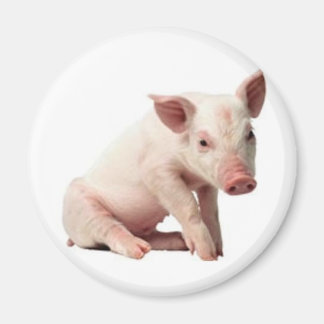 pig magnet