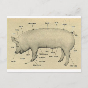 pig parts postcard
