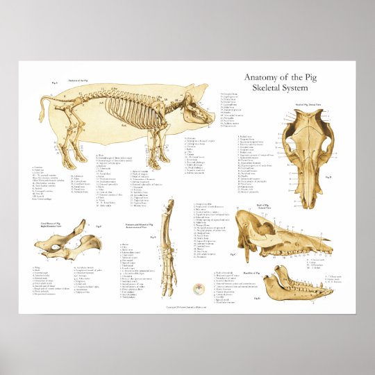 Pig Porcine Skeletal Anatomy Poster Chart 