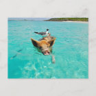 PIG SEAGULL SEA FUN POSTCROSSING