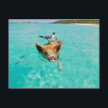 PIG SEAGULL SEA FUN POSTCROSSING POSTCARD<br><div class="desc">POSTCARD PIG SEAGULL SEA FUN POSTCROSSING</div>