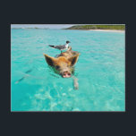 PIG SEAGULL SEA FUN POSTCROSSING POSTCARD<br><div class="desc">POSTCARD PIG SEAGULL SEA FUN POSTCROSSING</div>