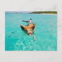 PIG SEAGULL SEA FUN POSTCROSSING