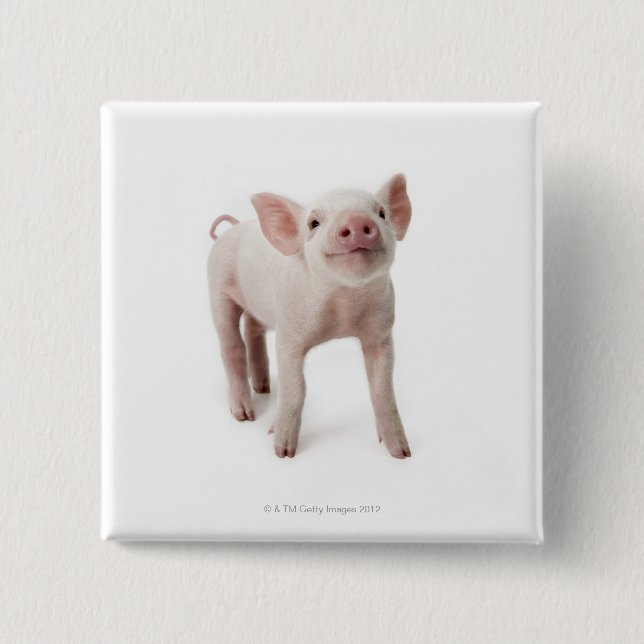Pig Standing Looking Up 2 Inch Square Button (Front)