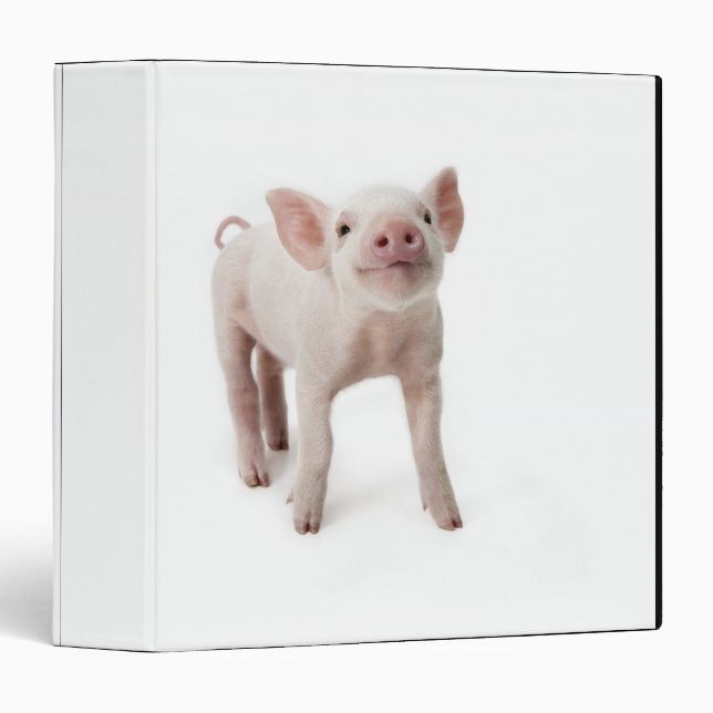 Pig Standing Looking Up Binder (Front/Spine)