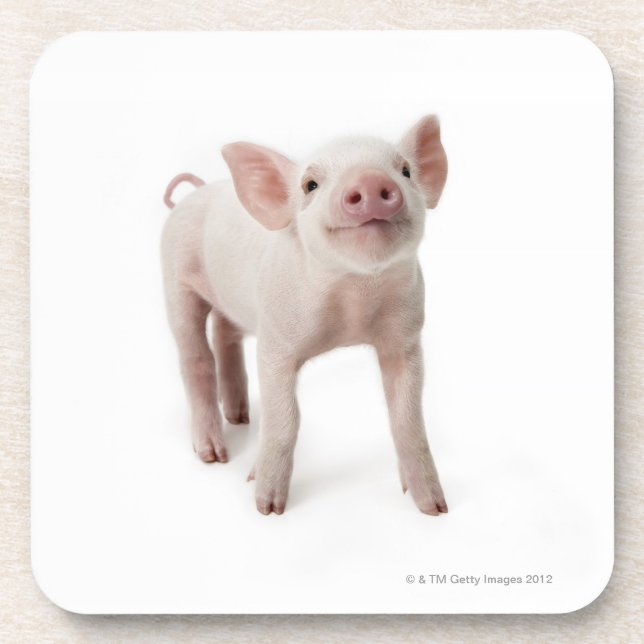Pig Standing Looking Up Coaster (Front)