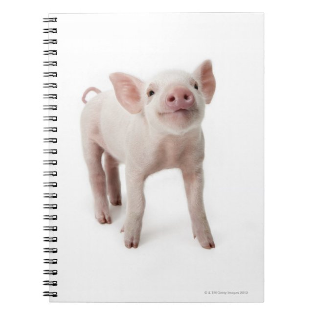 Pig Standing Looking Up Notebook (Front)