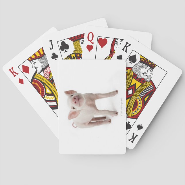 Pig Standing Looking Up Playing Cards (Back)