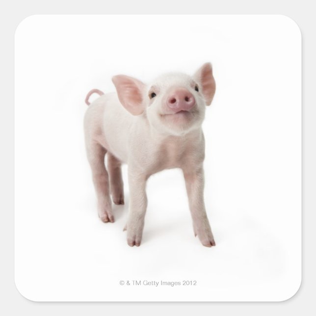 Pig Standing Looking Up Square Sticker (Front)
