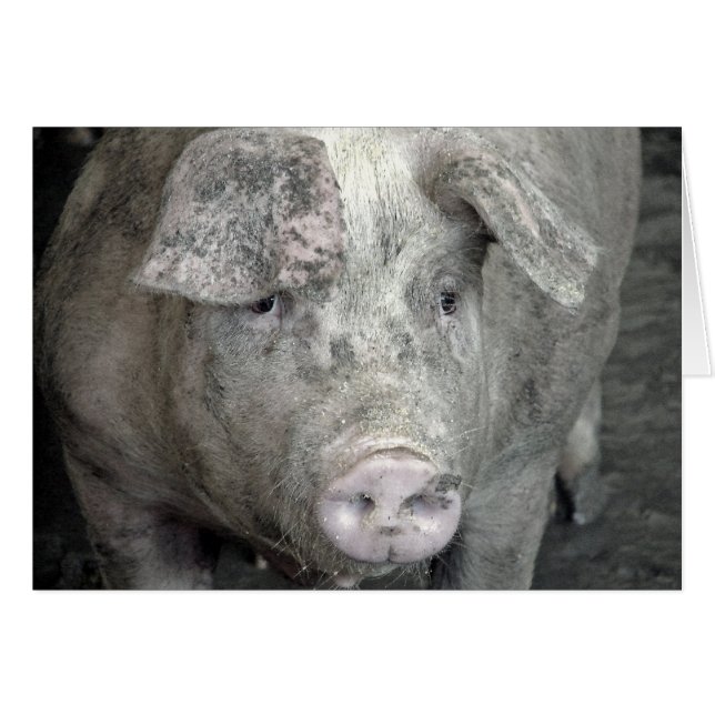 Pig toutes les occasions (Devant horizontal)