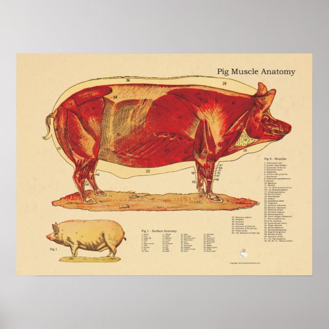 Pig Veterinary Muscle Anatomy Chart (Front)