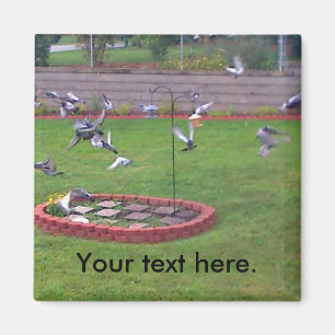 Pigegons Flying Landing Bird Feeder Yard Magnets