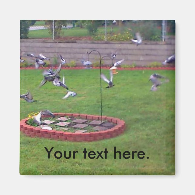 Pigegons Flying Landing Bird Feeder Yard Magnets (Front)