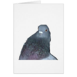 Pigeon