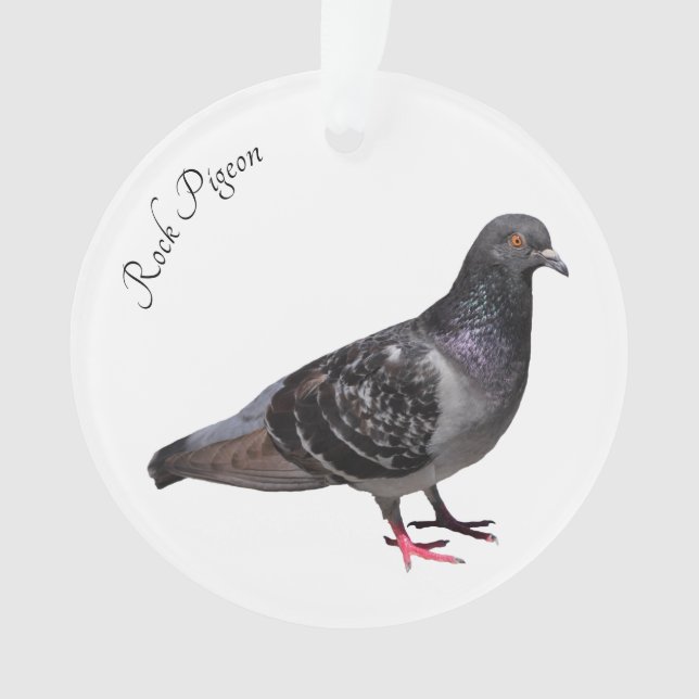 Pigeon (devant)