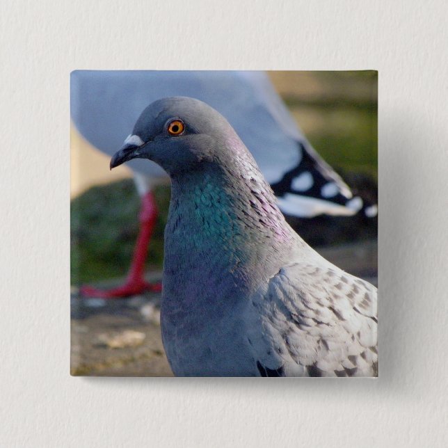Pigeon 2 Inch Square Button (Front)