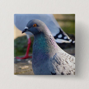 Pigeon 2 Inch Square Button