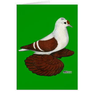 Pigeon à aile rouge