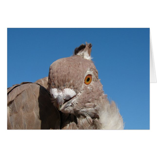 Pigeon à pattes orientales (Devant horizontal)