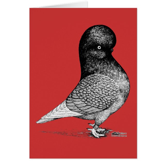 Pigeon à tombeau andalou (Devant)