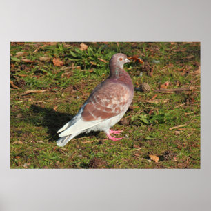 Pigeon at Roath Park Lake Cardiff Poster