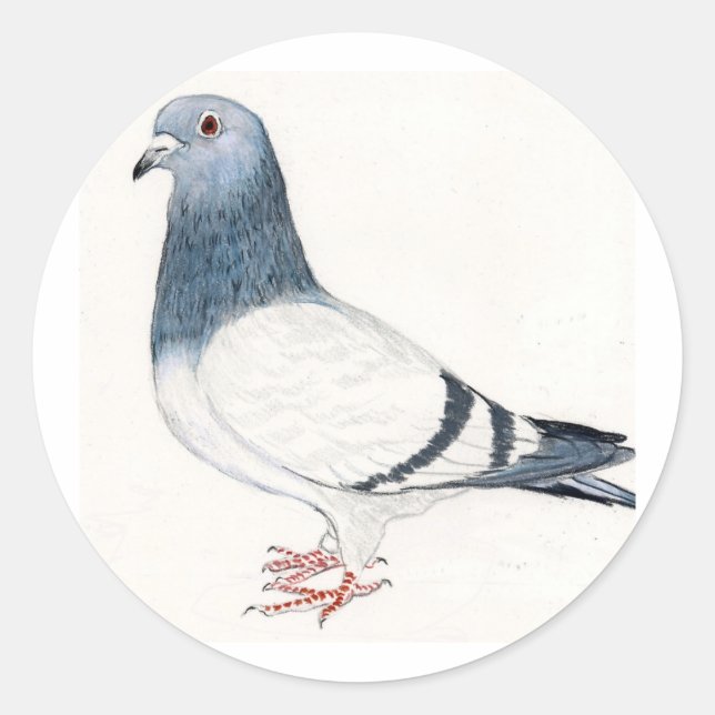 Pigeon Bird Art Sticker (Front)