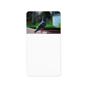 pigeon bird feather animal creature label