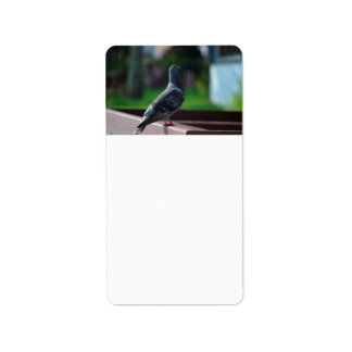 pigeon bird feather animal creature label