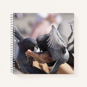 Pigeon Birds Dove Dark Colours Wings Photography Notebook