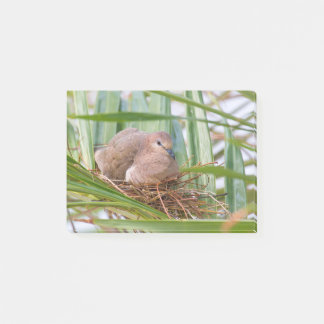 Pigeon breeds on nest between palm leaves.JPG Post-it Notes