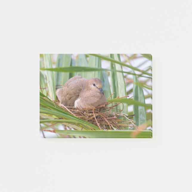 Pigeon breeds on nest between palm leaves.JPG Post-it Notes (Front)