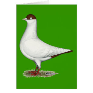 Pigeon casque néerlandais