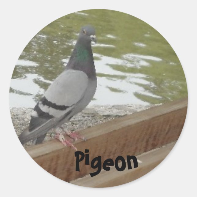 Pigeon Classic Round Sticker (Front)