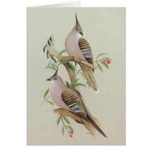 Pigeon crêté - lophotes d'Ocyphaps