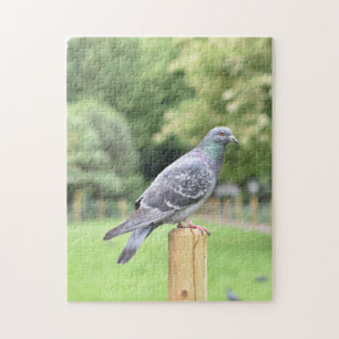 Pigeon Duncan Terrace Gardens Islington London UK Jigsaw Puzzle