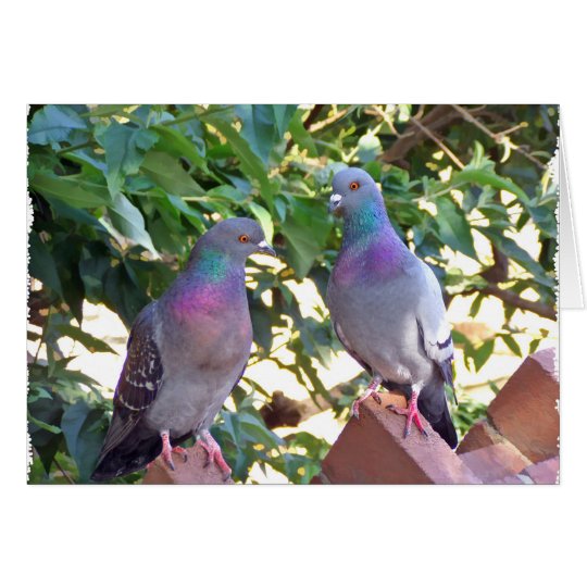 Pigeon friends - Card
