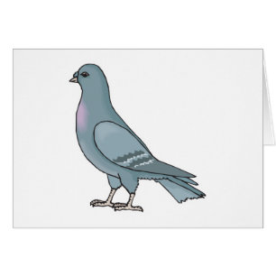 pigeon gris