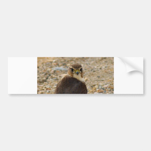 Pigeon Hawk Bumper Sticker (Front)