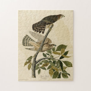 Pigeon Hawk (Merlin) - Audubon's Birds of America Jigsaw Puzzle
