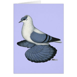 Pigeon hirondelle bleu