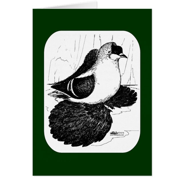 Pigeon hirondelle saxon 1978 (Devant)