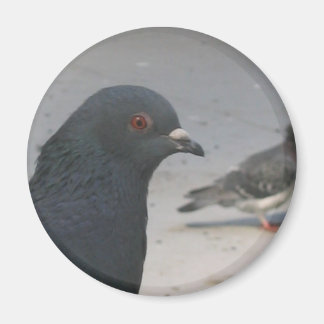 Pigeon Magnet