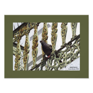 Pigeon on Ironwork in Old San Juan Photo Print