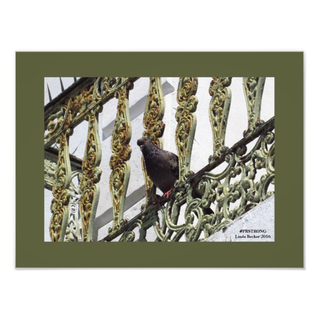 Pigeon on Ironwork in Old San Juan Photo Print (Front)