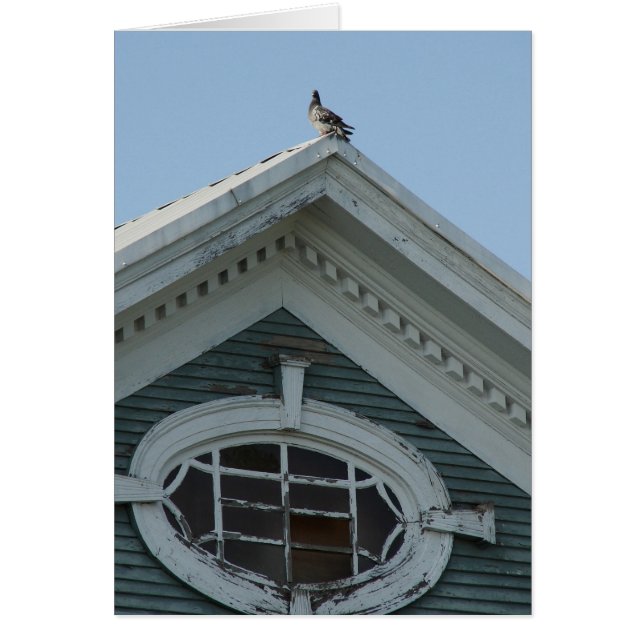 Pigeon on Old House (Front)