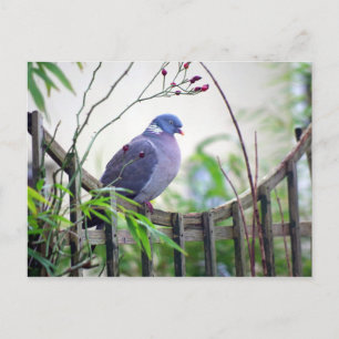 pigeon on the fence Card