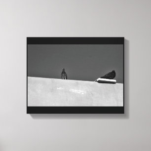 Pigeon Pair Canvas Print