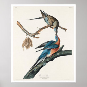 Pigeon passager par Audubon Poster