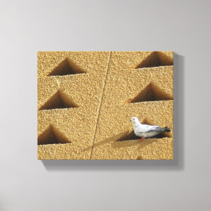 Pigeon Photo Canvas Print